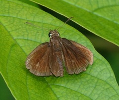 Ancistroides nigrita