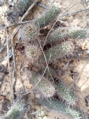 Mammillaria capensis