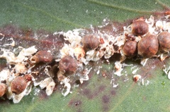 Eriococcus coriaceus