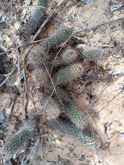 Mammillaria capensis