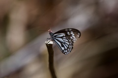 Danaus melanippus edmondii