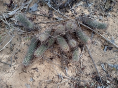 Mammillaria capensis