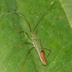 Homoeocerus graminis