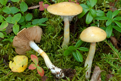Cortinarius delibutus