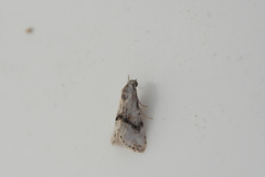 Zebeeba falsalis