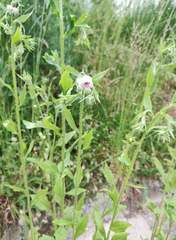 Erigeron annuus