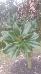 Magnolia grandiflora