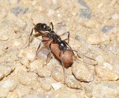 Leptogenys intermedia
