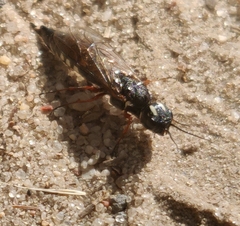 Xiphydria camelus