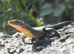 Ninurta coeruleopunctatus