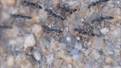 Leptogenys intermedia