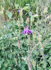 Aquilegia vulgaris