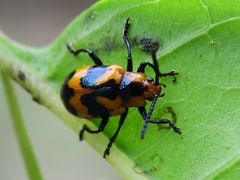 Phyllocharis undulata