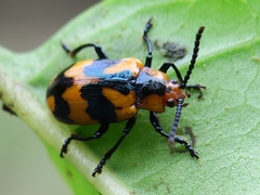 Phyllocharis undulata