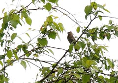 Carpodacus erythrinus grebnitskii