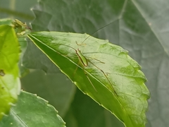 Phaneroptera nigroantennata
