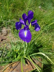 Iris latifolia