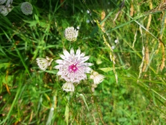 Astrantia minor