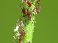 Aphis illinoisensis