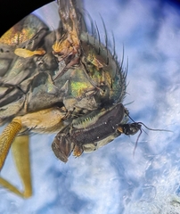 Dolichopus nigricornis