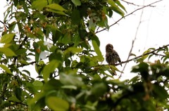 Carpodacus erythrinus grebnitskii