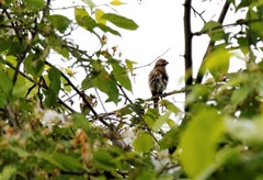 Carpodacus erythrinus grebnitskii