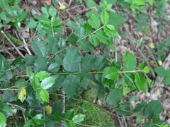 Ilex colchica