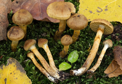 Cortinarius saniosus