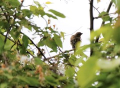 Carpodacus erythrinus grebnitskii