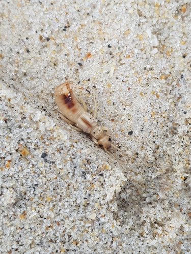 photo of Shore Earwig (Labidura riparia)