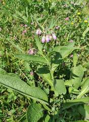 Symphytum officinale