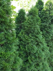 Chamaecyparis obtusa
