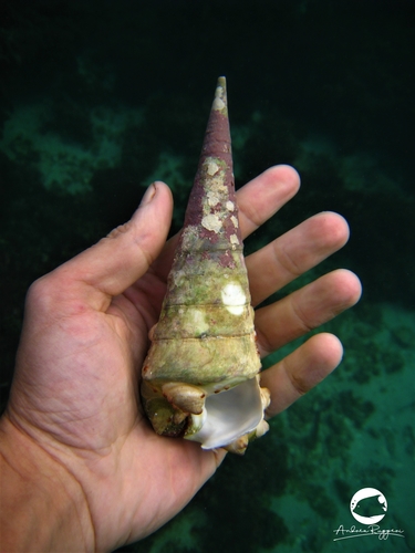 Campanile symbolicum Iredale, 1917