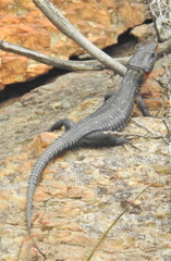 Ninurta coeruleopunctatus