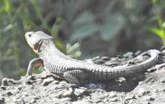 Ninurta coeruleopunctatus