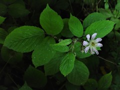 Rubus rufescens