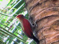 Chrysophlegma miniaceum