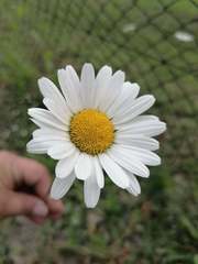 Leucanthemum vulgare