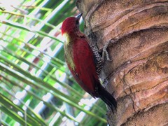 Chrysophlegma miniaceum