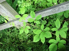 Rubus rufescens