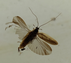 Ectobius sylvestris