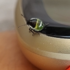 Palomena prasina