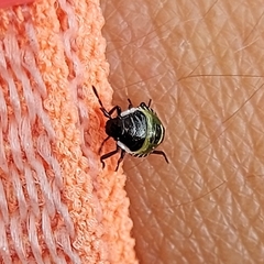 Palomena prasina
