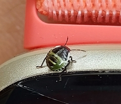 Palomena prasina
