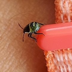 Palomena prasina