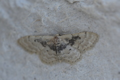 Idaea intermedia