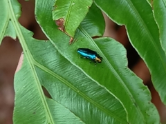 Endelus cupido