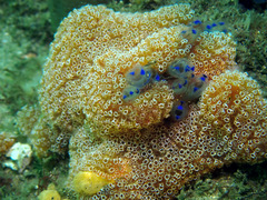 Aplidium benhami