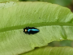 Endelus cupido