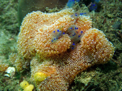 Aplidium benhami